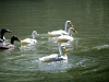 image11